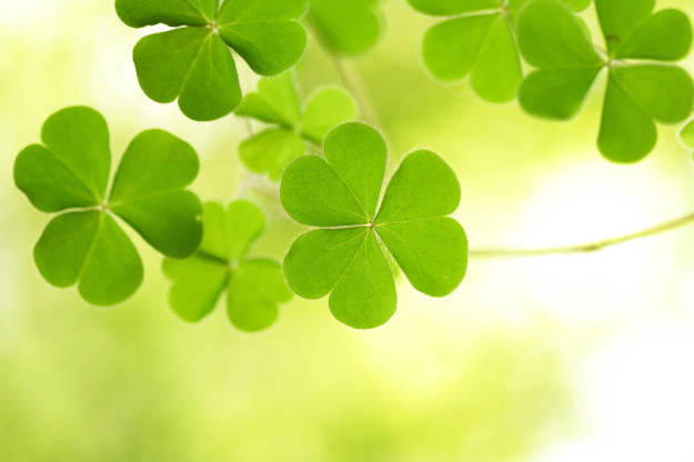 st patricks day Happy St. Patrick's Day