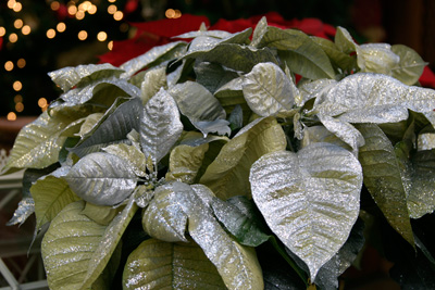 Merry Christmas Merry Christmas